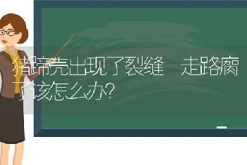 猪蹄壳出现了裂缝 走路瘸了该怎么办?