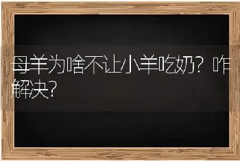 母羊为啥不让小羊吃奶?咋解决?