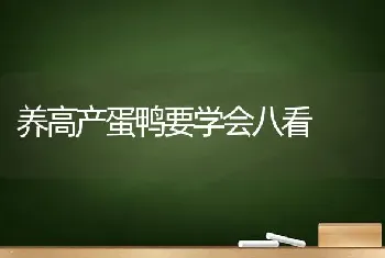 养高产蛋鸭要学会八看