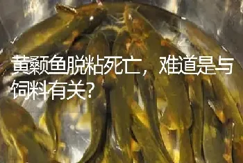 黄颡鱼脱粘死亡,难道是与饲料有关?