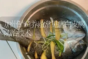 加州鲈鱼养殖常见病白皮病防治技术