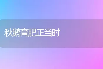 秋鹅育肥正当时