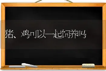 猪、鸡可以一起饲养吗