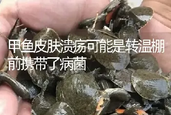 甲鱼皮肤溃疡可能是转温棚前携带了病菌