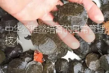 中华鳖稚鳖培育的日常管理技术