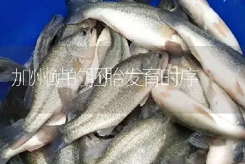 鳜鱼养殖常见病鳃霉病防治技术