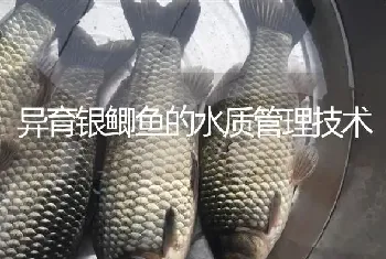 异育银鲫鱼的水质管理技术