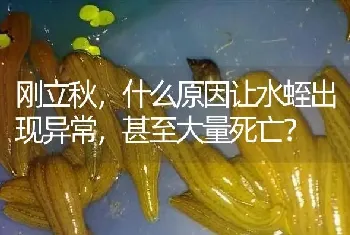 刚立秋,什么原因让水蛭出现异常,甚至大量死亡?