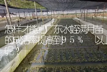 怎样才能把广东水蛭满月苗的成活率提高到95% 以上呢?