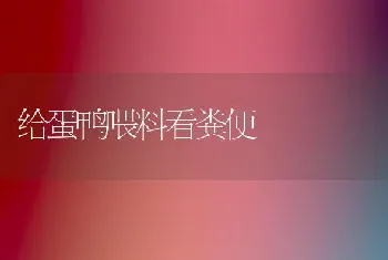 给蛋鸭喂料看粪便