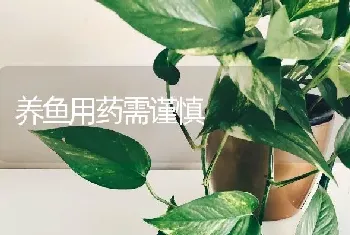 养鱼用药需谨慎