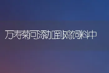 万寿菊可添加到鸡饲料中