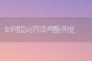 如何提高育成鸡整齐度