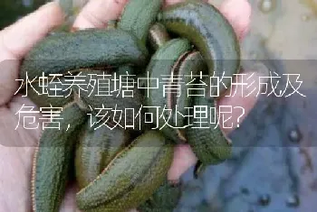 水蛭养殖塘中青苔的形成及危害,该如何处理呢?