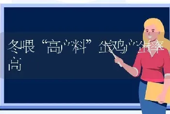 冬喂“高产料”蛋鸡产蛋率高