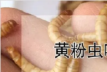 黄粉虫吃什么食物