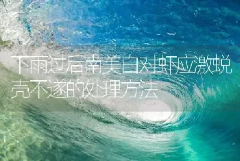 下雨过后南美白对虾应激蜕壳不遂的处理方法