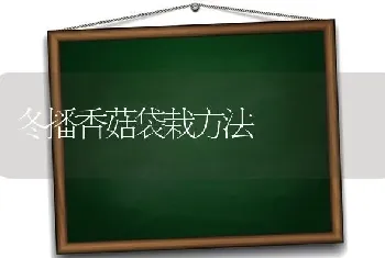 肉鸽的饲料配方推荐