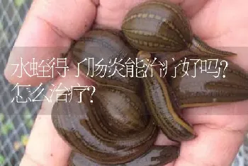 水蛭得了肠炎能治疗好吗?怎么治疗?