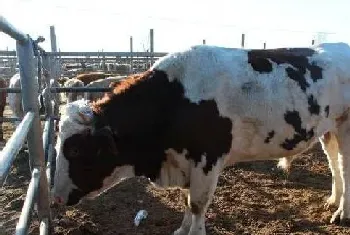 夏季提高肉牛养殖利润的方法