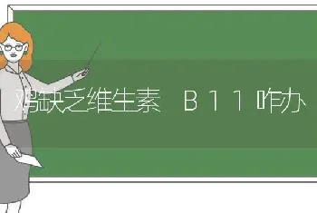 鸡缺乏维生素 B11咋办