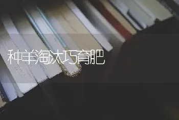 种羊淘汰巧育肥