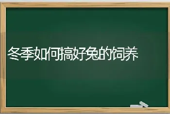 冬季如何搞好兔的饲养