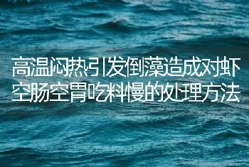 高温闷热引发倒藻造成对虾空肠空胃吃料慢的处理方法