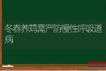 冬春养鸡需严防慢性呼吸道病