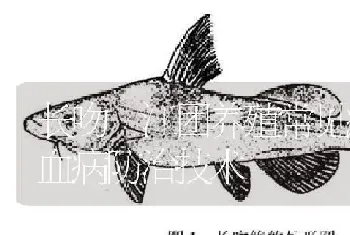 长吻鮠江团养殖常见病之出血病防治技术