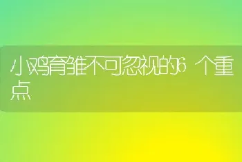 小鸡育雏不可忽视的6个重点