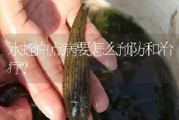 水蛭白点病要怎么预防和治疗?