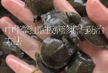 中华鳖红底板病诊断与防治方法