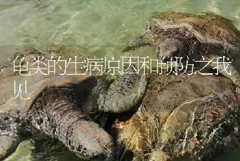 龟类的生病原因和预防之我见