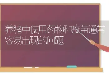 养猪中使用药物和疫苗通常容易出现的问题