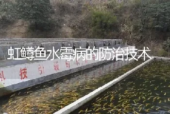 虹鳟鱼水霉病的防治技术