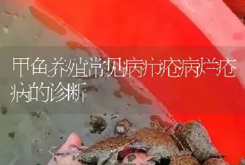 甲鱼养殖常见病疖疮病烂疮病的诊断