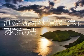 海参浮游幼体烂胃病的病症及防治方法