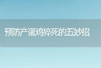 预防产蛋鸡猝死的五妙招