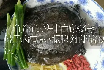 甲鱼养殖过程中白底板病红脖子病疖疮病腮腺炎的防治方法