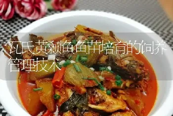 瓦氏黄颡鱼鱼苗培育的饲养管理技术