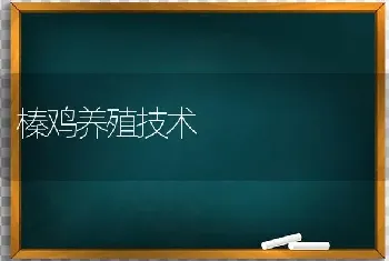 榛鸡养殖技术