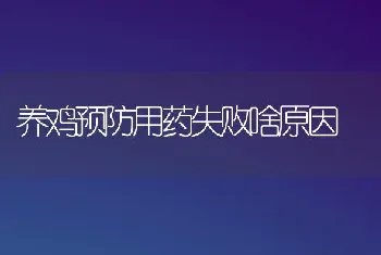 养鸡预防用药失败啥原因