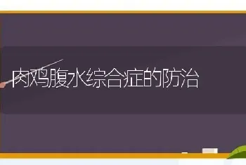 肉鸡腹水综合症的防治