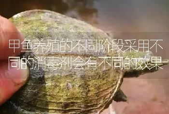 甲鱼养殖的不同阶段采用不同的消毒剂会有不同的效果