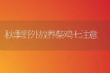 秋季野外放养柴鸡七注意