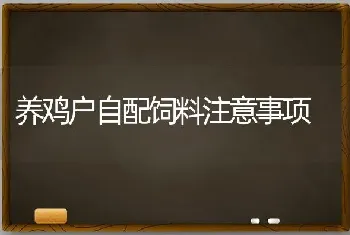 养鸡户自配饲料注意事项