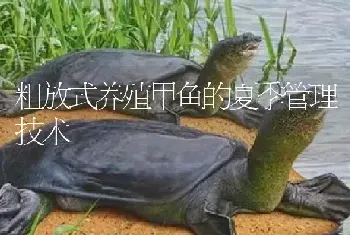 粗放式养殖甲鱼的夏季管理技术