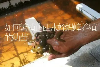 如何繁殖山西水蛭蚂蝗养殖的幼苗