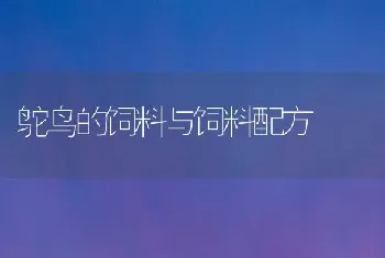 鸵鸟的饲料与饲料配方